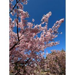 午後のお休みは、戸田川緑地で満開のお花見🌸の画像1