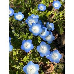 午後のお休みは、戸田川緑地で満開のお花見🌸の画像3