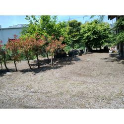 高崎市でカイズカイブキの剪定　雨が止みラッキー　群馬高崎の植木屋ゆうさんShortBlogの画像1