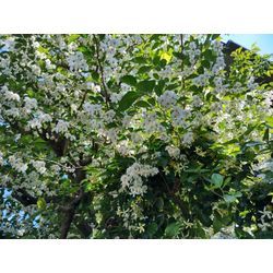 高崎市でカイズカイブキの剪定　雨が止みラッキー　群馬高崎の植木屋ゆうさんShortBlogの画像3