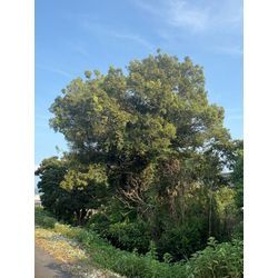 八代市　U社様ご依頼　不動産様敷地　伐採①の画像1