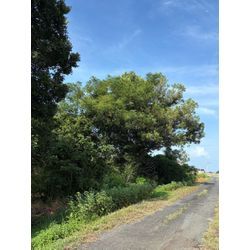 八代市　U社様ご依頼　不動産様敷地　伐採①の画像2