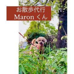 出張ペットシッターの画像2