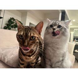 可愛いご家族のお世話を安心サポート｜ペットシッターR pet sitterの画像1