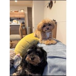 可愛いご家族のお世話を安心サポート｜ペットシッターR pet sitterの画像2