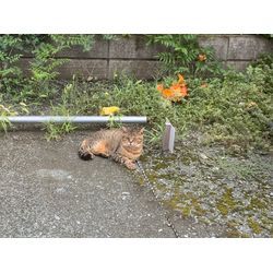 便利屋ジャンクヤードです！の画像1