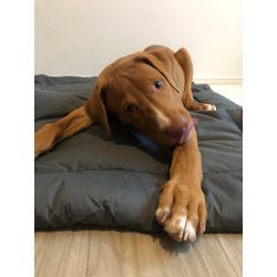 犬種差別？Seleneの思いの画像1