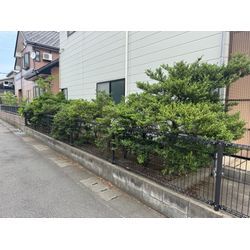 ツゲの木伐採の画像1