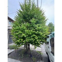 カツラの剪定の画像1