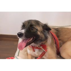 ワンチームの画像2