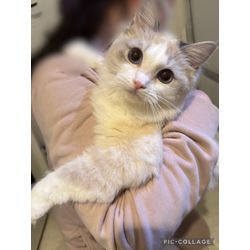 ぷりんちゃんです♪の画像1