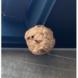 ◤スズメバチの巣にご注意ください！◢の画像1