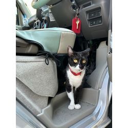 マイカーに猫ちゃん( ΦωΦ )の画像1