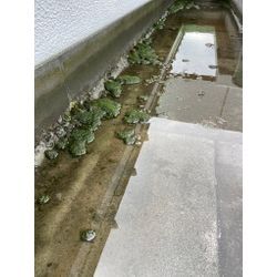 忍者みたい・・・の画像1