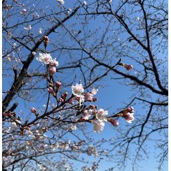 春の窓掃除🌸結露汚れもスッキリ！お部屋がパッと明るくなるコツ✨の画像1