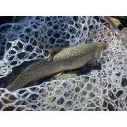 11月半ばの画像1