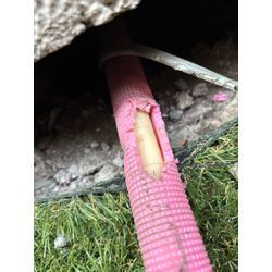 市川市ネズミ駆除の画像1