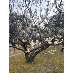 庄内緑地公園に春到来。梅の花も咲いてきましたの画像2