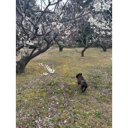 庄内緑地公園に春到来。梅の花も咲いてきましたの画像1