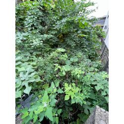 庭の枝剪定の画像1