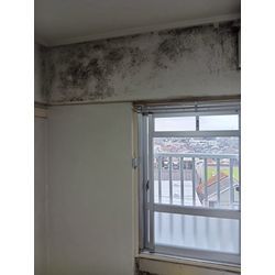 団地・マンション　壁紙カビ除去クリーニングの画像1