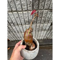 関東は梅雨入り、植物は外に！の画像1