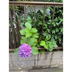 関東は梅雨入り、植物は外に！の画像2