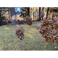 関東は梅雨入り、植物は外に！の画像3