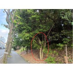 枝おろしの画像1