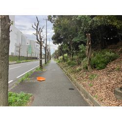 枝おろしの画像2