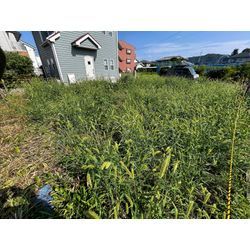 【あきる野市】100㎡　空き地の除草作業の画像2