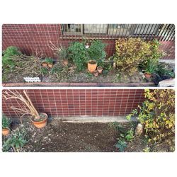 北区で抜根作業をしてきました｜庭木・切り株の撤去なら赤坂緑園の画像1