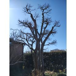 庭木の高さを低くして欲しいというご要望　群馬高崎の植木屋ゆうさんSortBlogの画像2