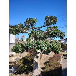 庭木の高さを低くして欲しいというご要望　群馬高崎の植木屋ゆうさんSortBlogの画像1