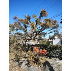 庭木の高さを低くして欲しいというご要望　群馬高崎の植木屋ゆうさんSortBlogの画像3