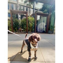 可愛いトイプードルのリングドッグの画像1