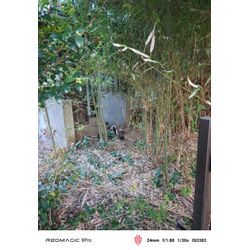 年末に向けて草むしりはいかがでしょうか？の画像1