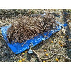 仕事の道具選びも大事！　〜群馬高崎の植木屋ゆうさんShortBlog〜の画像3