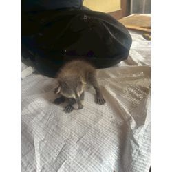 アライグマの赤ちゃん捕獲完了！の画像2