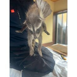 アライグマの赤ちゃん捕獲完了！の画像1