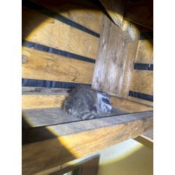 アライグマの赤ちゃん捕獲完了！の画像3