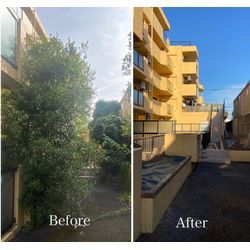 生い茂った植栽をスッキリ剪定！明るく安全な通路に大変身✨の画像2