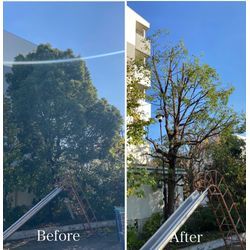 【劇的ビフォーアフター！】お庭の大きな木もスッキリ剪定で明るい空間に🌞の画像2