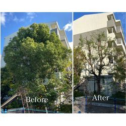 【劇的ビフォーアフター！】お庭の大きな木もスッキリ剪定で明るい空間に🌞の画像1
