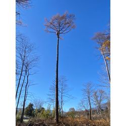 カラマツの伐採しました！の画像1