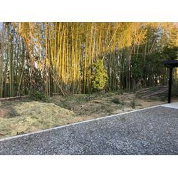 碧南市　竹林伐採の画像1
