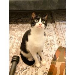 可愛い猫ちゃんと遊んでいますの画像2