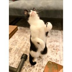 可愛い猫ちゃんと遊んでいますの画像1