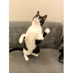 可愛い猫ちゃんと遊んでいますの画像3