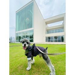 リングドッグ　ミニチュアシュナウザーの画像3